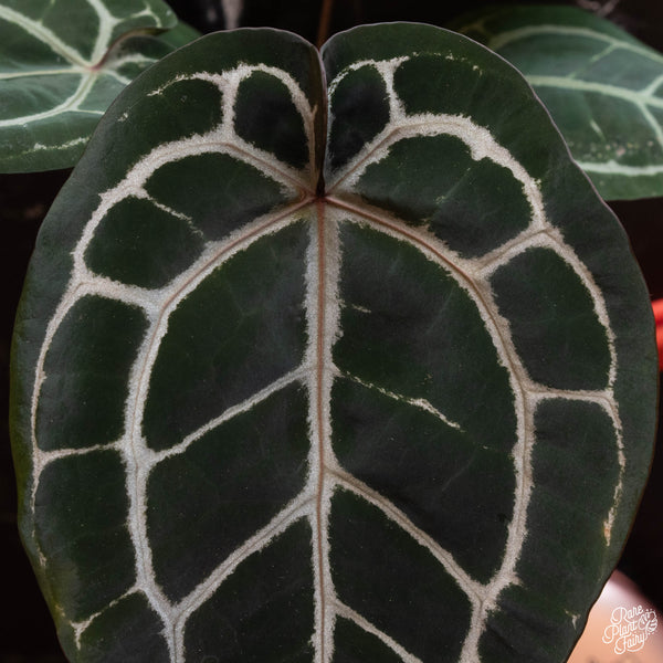 Anthurium 'Michelle' by DocBlock® *Grower's choice*
