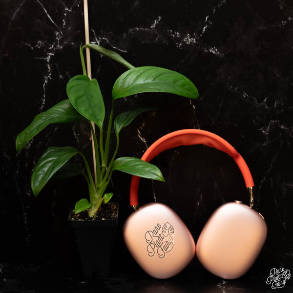 Monstera Obliqua 'Amazonas' *Grower's Choice*