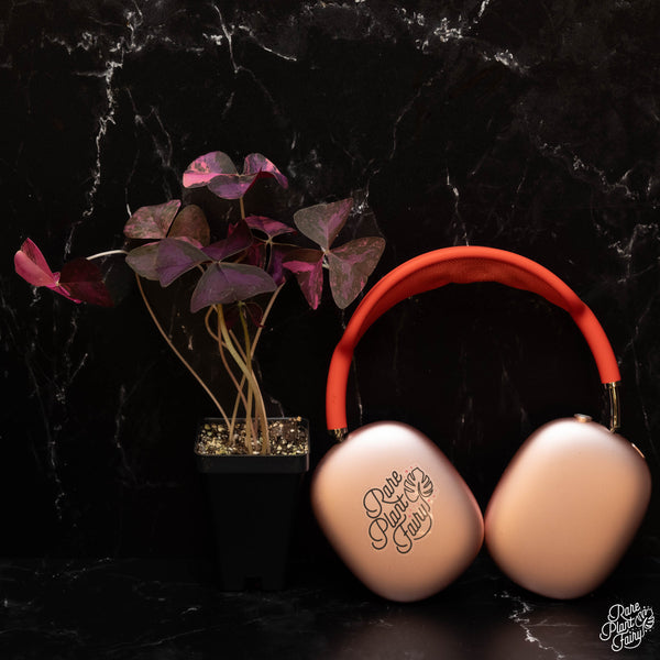 Oxalis triangularis variegated *Grower's Choice*