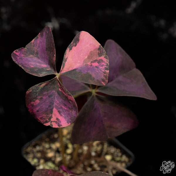 Oxalis triangularis variegated *Grower's Choice*