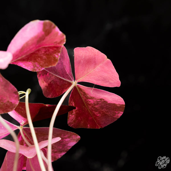 Oxalis triangularis variegated *Grower's Choice*