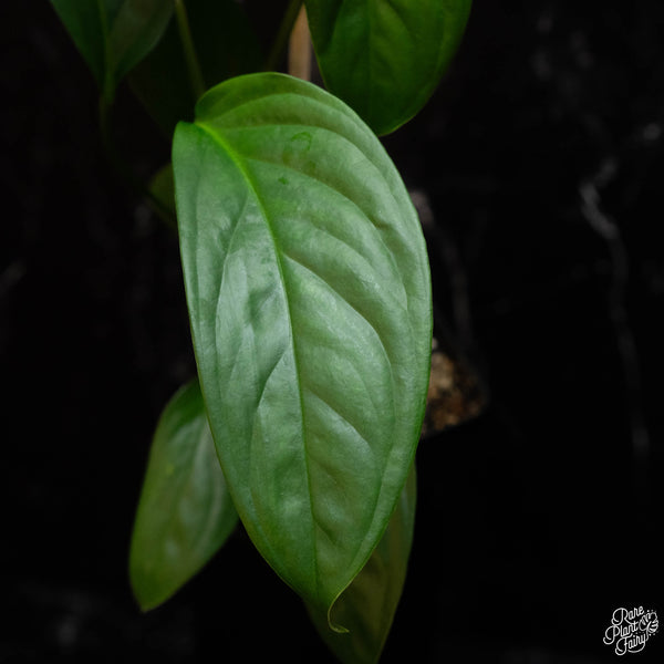 Monstera Obliqua 'Amazonas' *Grower's Choice*