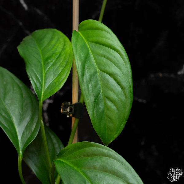 Monstera Obliqua 'Amazonas' *Grower's Choice*