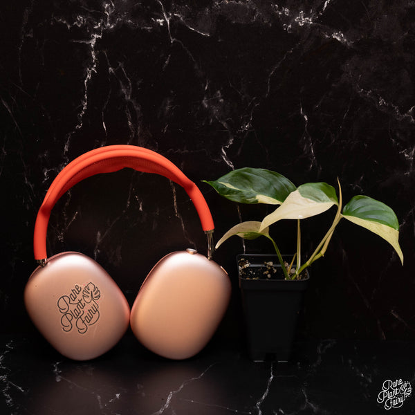 Monstera Laniana Mint/Albo Variegated *Grower's Choice*