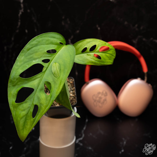 Monstera Esqueleto *Grower's Choice*