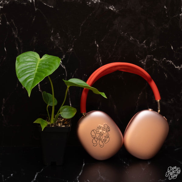 Anthurium veitchii “King Anthurium” *Grower's choice*