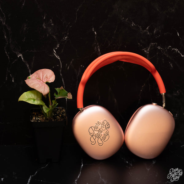 Syngonium 'Pink Lava' *Grower's Choice*