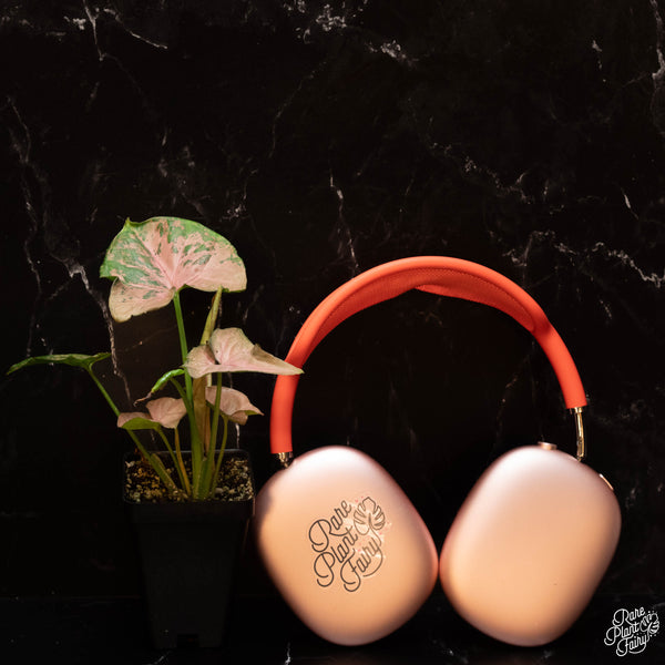 Syngonium 'Pink Flecked' *Grower's Choice*