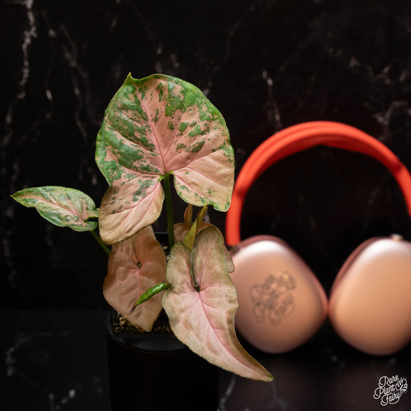 Syngonium 'Pink Flecked' *Grower's Choice*