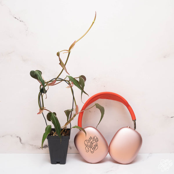 Philodendron Micans Variegated 'Velvet Halo' *Grower's Choice*