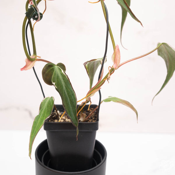 Philodendron Micans Variegated 'Velvet Halo' *Grower's Choice*