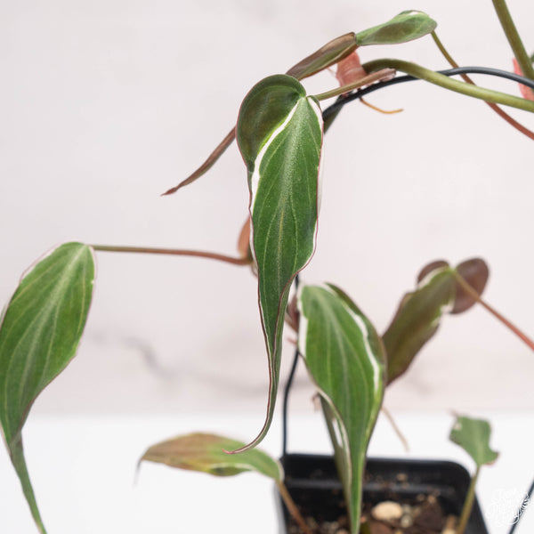 Philodendron Micans Variegated 'Velvet Halo' *Grower's Choice*