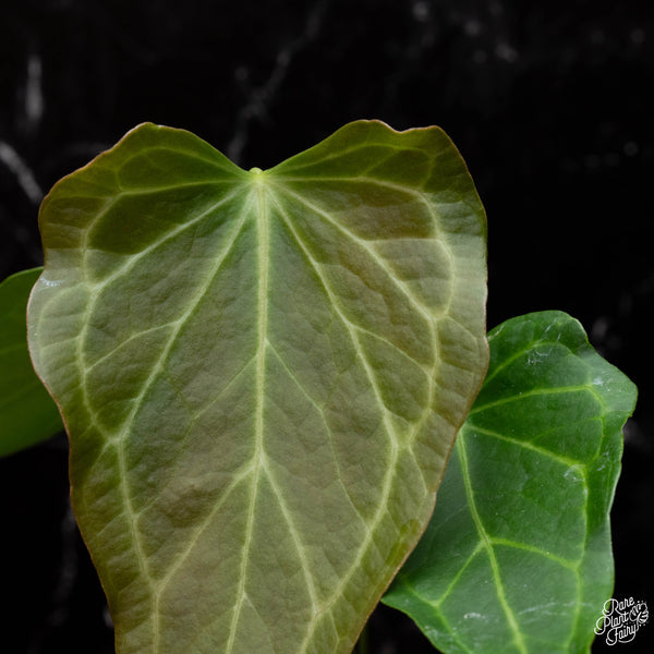 Anthurium 'Delta Force' *Grower's Choice*