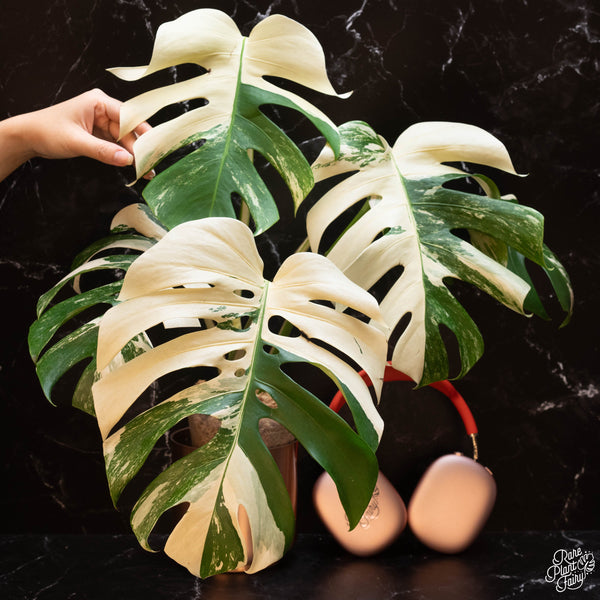 Monstera Deliciosa Albo Variegated (Small Form/Borsigiana) *Grower's Choice*