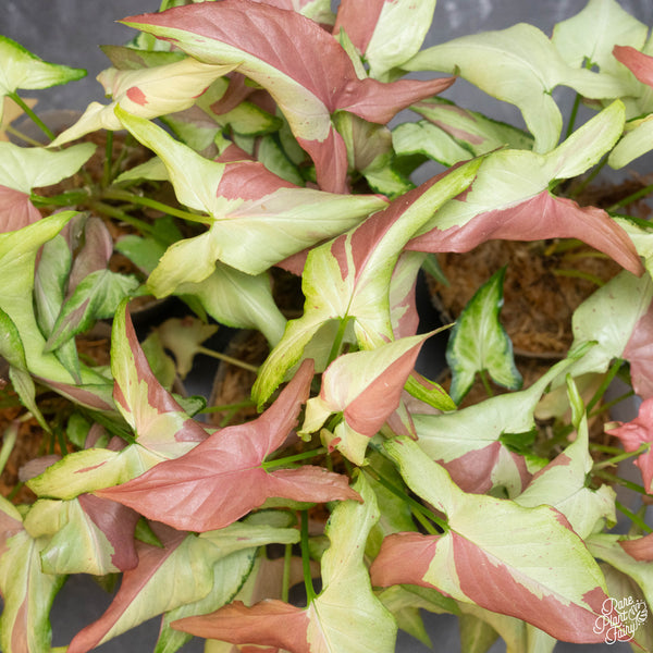 Syngonium orm nagpum 'Pink Salmon' *Grower's Choice*