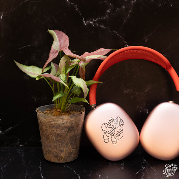 Syngonium orm nagpum 'Pink Salmon' *Grower's Choice*