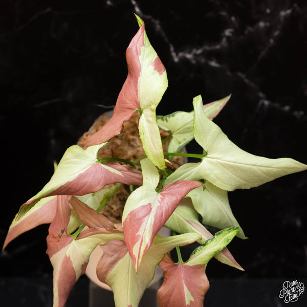 Syngonium orm nagpum 'Pink Salmon' *Grower's Choice*