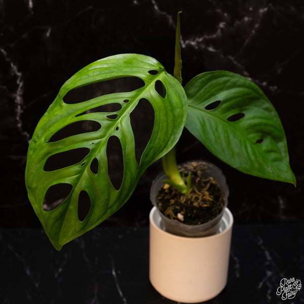 Monstera Esqueleto *Grower's Choice*