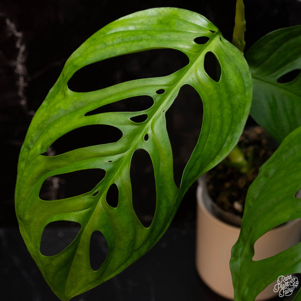 Monstera Esqueleto *Grower's Choice*