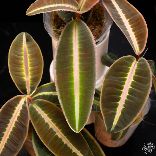 Emblemantha urnulata formerly Labisia sp. pumila *Grower's choice*