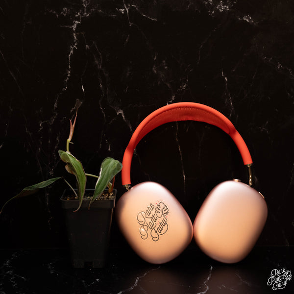 Philodendron Micans Variegated 'Velvet Halo' *Grower's Choice*