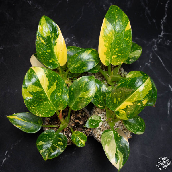 Philodendron 'Green Congo Nuclear’ variegated *Grower's choice*