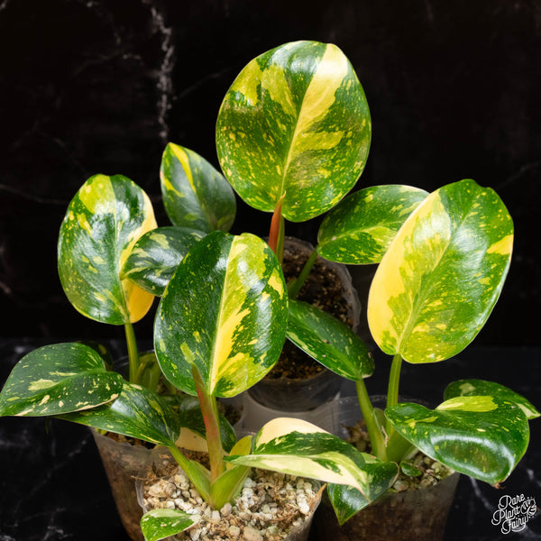 Philodendron 'Green Congo Nuclear’ variegated *Grower's choice*