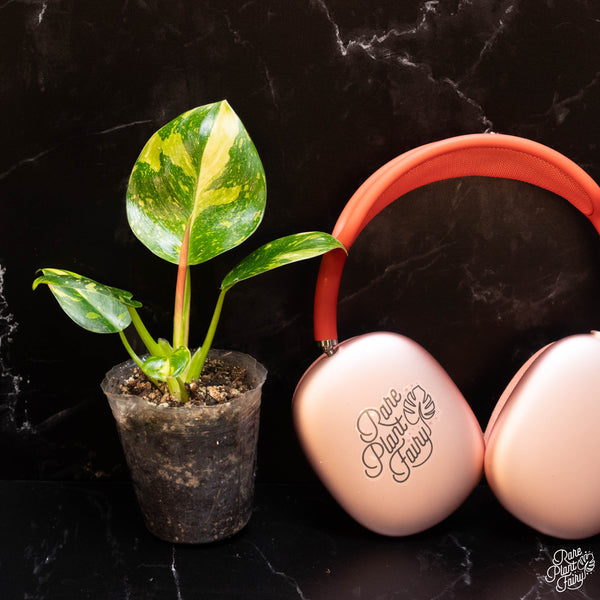 Philodendron 'Green Congo Nuclear’ variegated *Grower's choice*