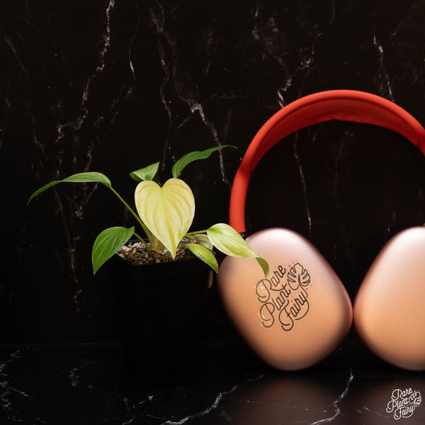 Homalomena Rubescens 'Mint Melon' *Grower's Choice*