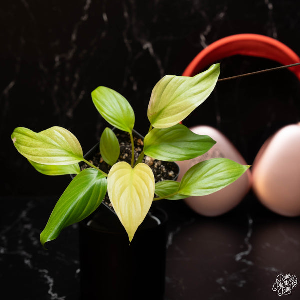 Homalomena Rubescens 'Mint Melon' *Grower's Choice*