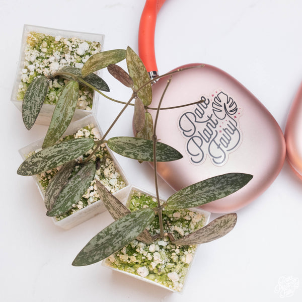 Hoya sigillatis *Grower's Choice*