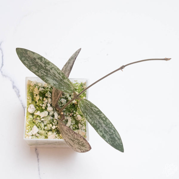 Hoya sigillatis *Grower's Choice*