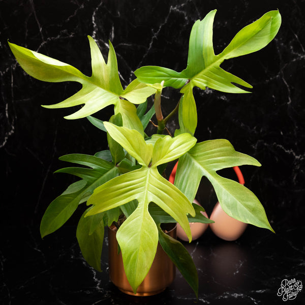 Philodendron 'Florida Ghost' *Grower's choice*