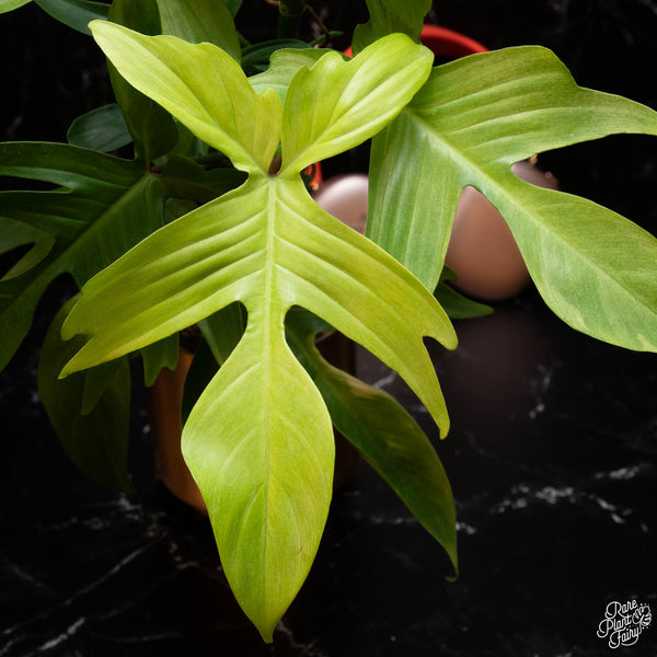 Philodendron 'Florida Ghost' *Grower's choice*