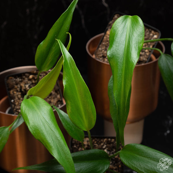 Monstera 'Burle Marx Flame' *Grower's Choice*