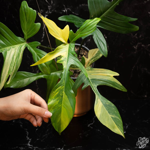 Philodendron 'Florida Beauty' *Grower's choice*