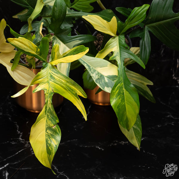 Philodendron 'Florida Beauty' *Grower's choice*