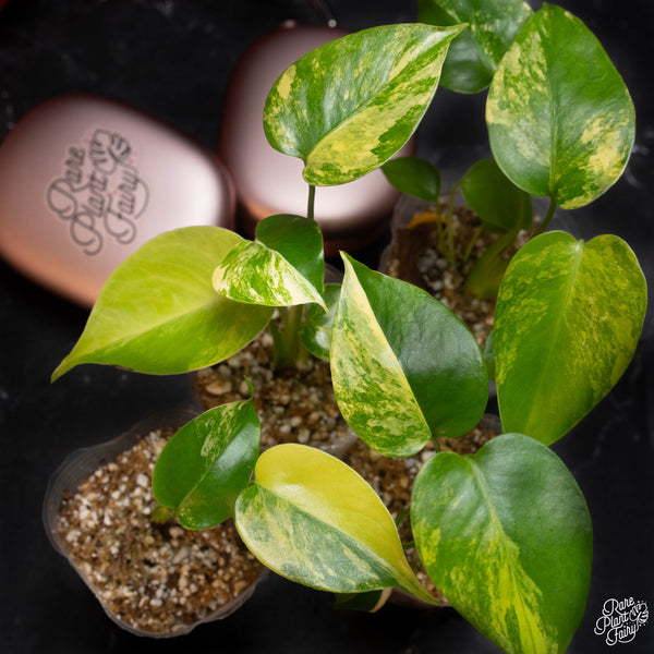 Monstera Deliciosa Aurea Variegated (Large Form) *Grower's Choice*