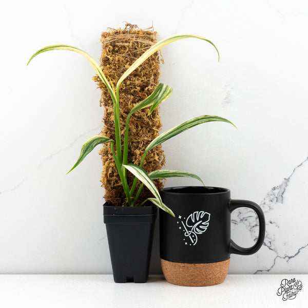 Epipremnum Amplissimum Albo Variegated (wk47-H)