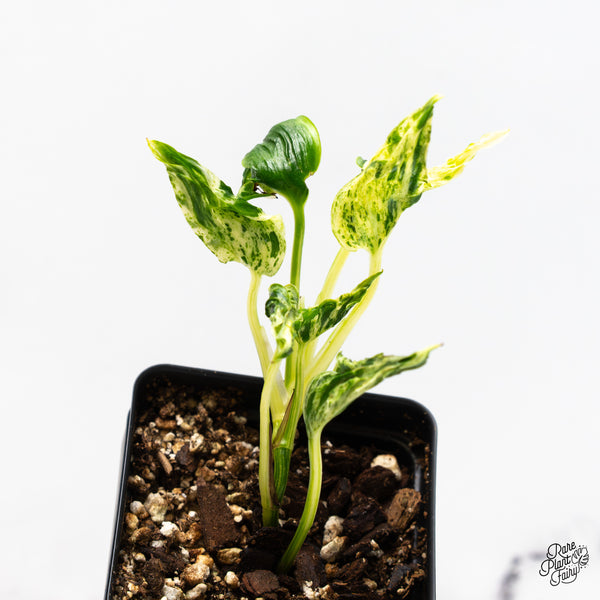 Epipremnum Teruno 'Love Song' (wk51-O)