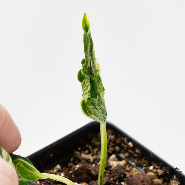 Epipremnum Teruno 'Love Song' (wk51-O)