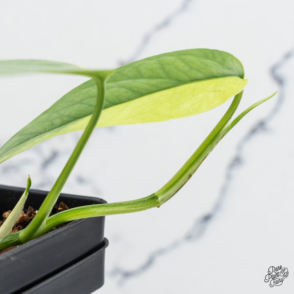 Epipremnum Pinnatum 'Cebu Blue' Variegated (wk52-J)