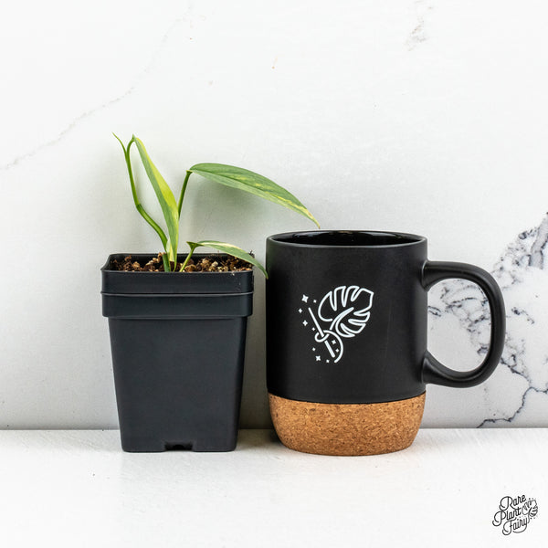 Epipremnum Pinnatum 'Cebu Blue' Variegated (wk52-J)