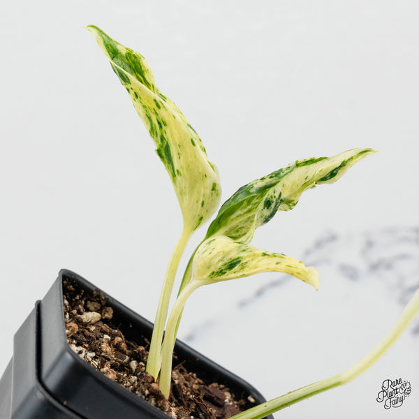 Epipremnum Teruno 'Love Song' Variegated (wk50-A)
