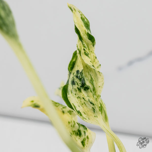 Epipremnum Teruno 'Love Song' Variegated (wk50-A)