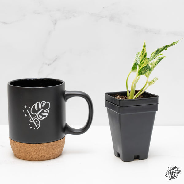 Epipremnum Teruno 'Love Song' (wk6-C)