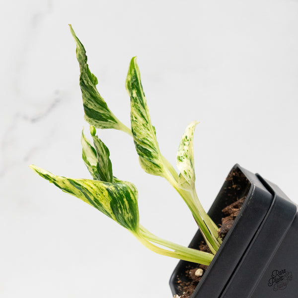 Epipremnum Teruno 'Love Song' (wk6-C)