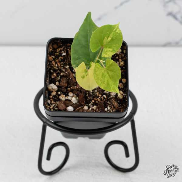 Fallopia Multiflora Aurea Variegated (wk45-G)