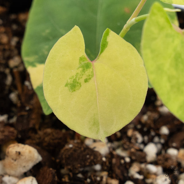 Fallopia Multiflora Aurea Variegated (wk45-G)