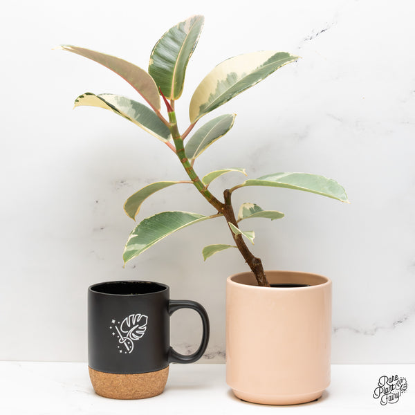 Ficus Elastica cv. 'Asahi' (wk47-UN)